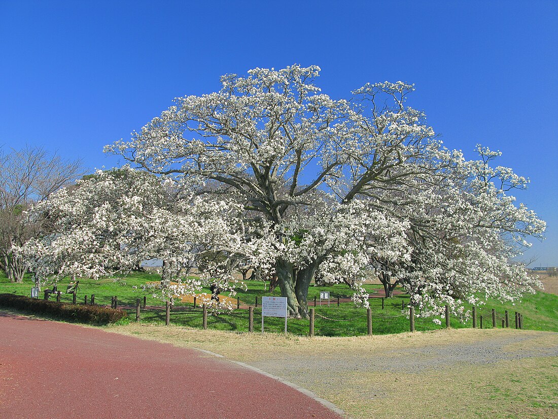 五霞町