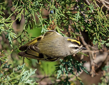 Fail:Golden-crowned kinglet at JBWR (11886).jpg