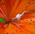 Goldenrod crab spider