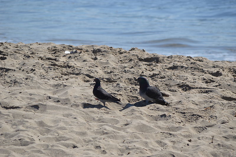 File:Goleta Beach (2013) 08.JPG