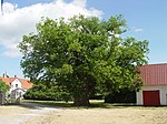 Avaeken, en av Gotlands största och äldsta ekar