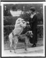 Grace Coolidge with two dogs, holding the front paws of one LCCN2002712391.tif