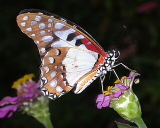 <i>Graphium angolanus</i> Species of butterfly