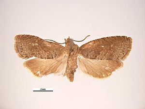 Peach shoot winder (Grapholita molesta), specimen with crippled left front and rear wings