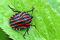 Graphosoma lineatum