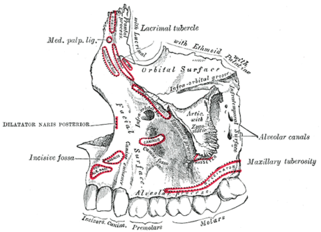 Alveolarna kost