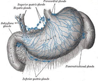 Hepatic lymph nodes Lymph nodes on the common hepatic artery