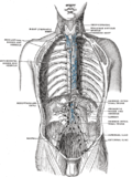 Thumbnail for Lumbar lymph trunk