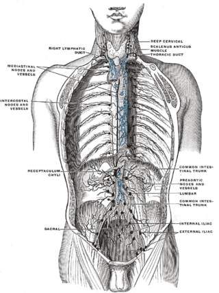 <span class="mw-page-title-main">Intercostal lymph nodes</span>