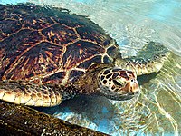 A Green Sea Turtle in Hawaii