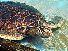 A Green Sea Turtle in Hawaii