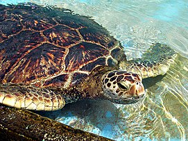 GreenSeaTurtle-2.jpg