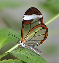 Description de l'image Greta oto (Glasswing sp.) captive - Flickr - S. Rae (1).jpg.