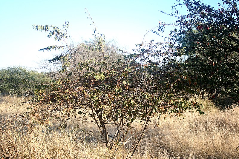 File:Grewia flavescens, habitus, winter, naby Marnitz, a.jpg