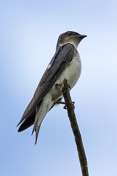 File:Grey-breasted Martin (Progne chalybea) (8077705251).jpg