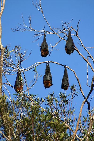 File:GreyHeadedFlyingFox.jpg