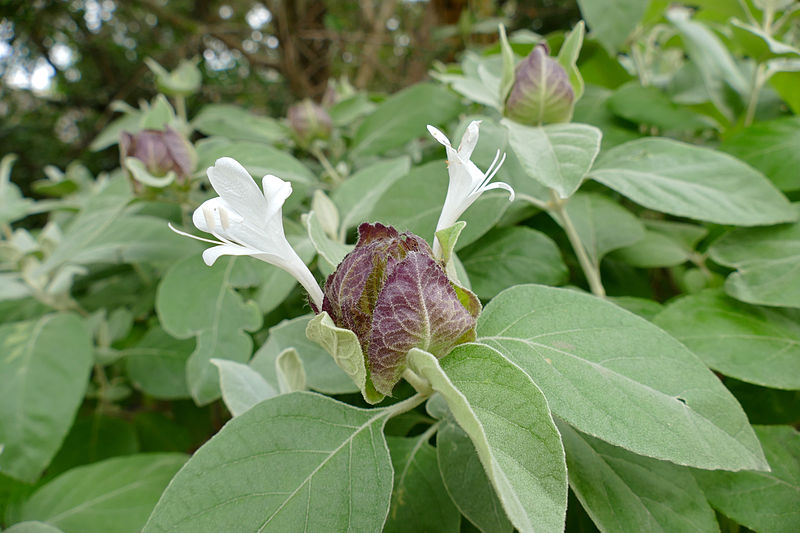 File:Grey Barleria (Barleria albostellata) (17388718962).jpg