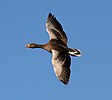 Seite 32: File:Greylag_Goose_in_Flight_(6378311027).jpg (https://www.flickr.com/photos/hisgett/6378311027/) Autor: Flickr-User Tony Hisgett (https://www.flickr.com/people/37804979@N00) Lizenz: CC BY 2.0