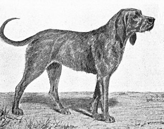 <span class="mw-page-title-main">Chien-gris</span> Extinct dog breed