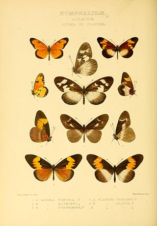 <i>Acraea toruna</i> Species of butterfly