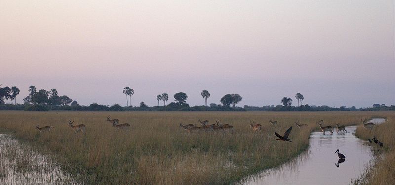 800px-Group-of-Lechwe-at-dawn