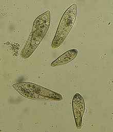 Organismo unicelular - Wikipedia, la enciclopedia libre