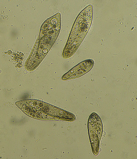 Простейшие туфелька. Инфузории Paramecium. Инфузория туфелька Paramecium caudatum. Инфузория Парамециум. Инфузория ПАРАМЕЦИЯ.