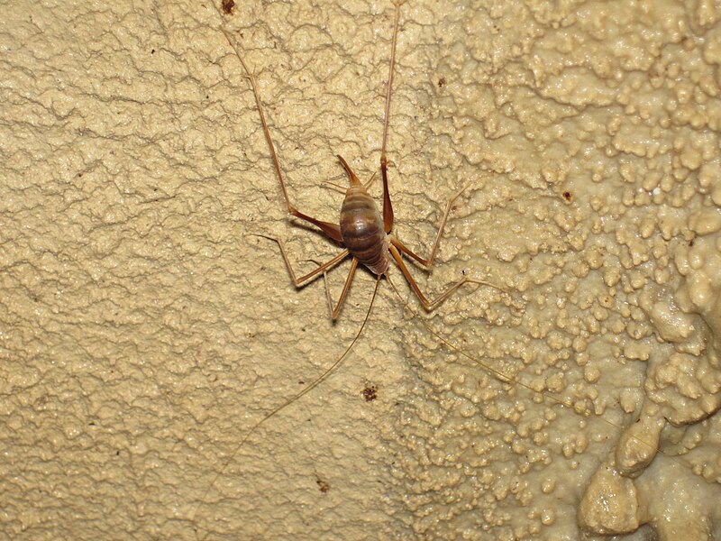 File:Hadenoecus subterraneus (cave cricket) in Great Onyx Cave (Flint Ridge, Mammoth Cave National Park, Kentucky, USA) (8314210164).jpg