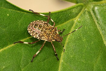 Halyomorpha halys nymph lab