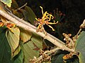 Hamamelis 'Jelena' fall blooming