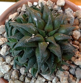 <i>Haworthia parksiana</i> Species of flowering plant