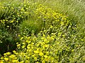 Helianthemum nummularium