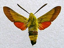 Hemaris croatica.jpg