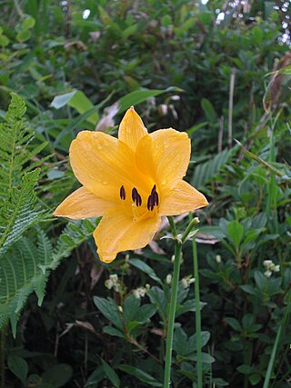 <i>Hemerocallis middendorffii <span style="font-style:normal;">var.</span> esculenta</i> Variety of flowering plant