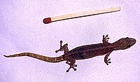 Hemiphyllodactylus tipus StPaul.jpg