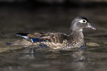 Hen Wood Duck.png