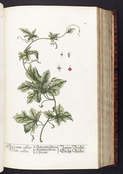 File:Herbarium Blackwellianum emendatum et auctum, id est, Elisabethae Blackwell collectio stirpium (Plate 37) BHL291093.jpg