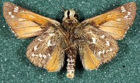 Hesperia comma-mu.JPG