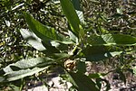 Hibiscus heterophyllus foliage.jpg