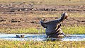 Hipopótamos (Hippopotamus amphibius), parque nacional de Chobe, Botsuana, 2018-07-28, DD 79.jpg