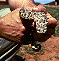 Hognose Snake.jpg