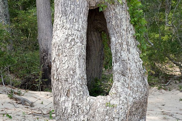 Un gros arbre entouré de feuilles mortes et de végétation buissonnante, avec un trou béant à sa base.