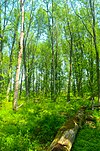 Holland Red Maple Swamp.jpg