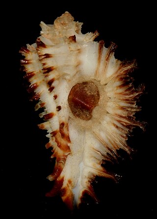 <i>Homalocantha secunda</i> Species of gastropod