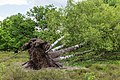 * Nomination Walk through The Strubben-Kniphorstbos. fallen birch (Betula). --Famberhorst 17:29, 17 June 2017 (UTC) * Promotion Good quality. --Livioandronico2013 18:18, 17 June 2017 (UTC)