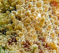 Detalle de Hoplodoris nodulosa