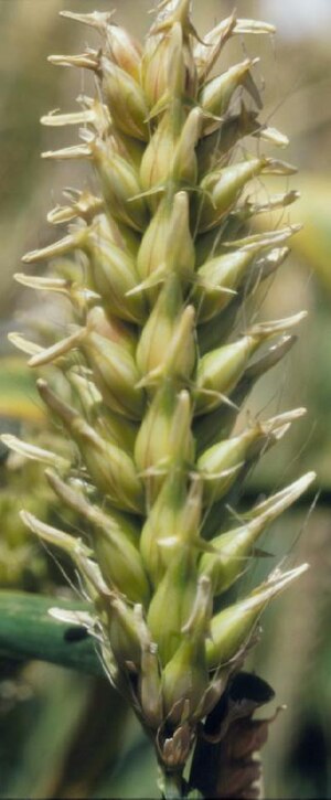 Hordeum Vulgare: Descripción, Historia, Variedades