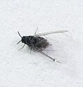 Miniatura para Hormaphidinae