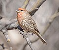 Thumbnail for File:House Finch, southeastern Arizona 01.jpg