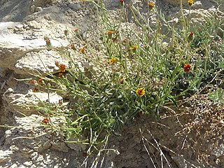 <i>Hulsea vestita</i> Species of flowering plant